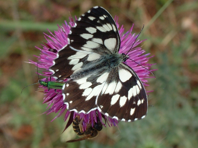 Melanargia arge e Melanargia galathea ?